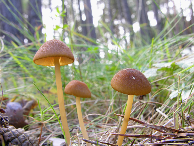 Conferma per Entoloma cetratum.